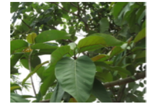 Ficus dalhousiae Miq