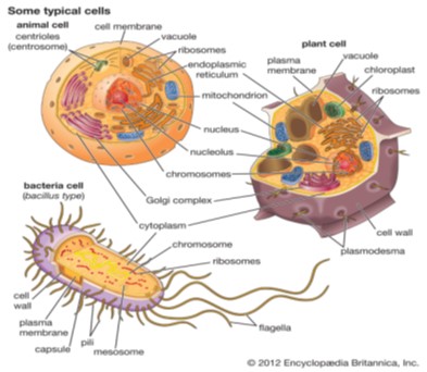 Animal Cell, Plant Cell & Bacteria Cell biology