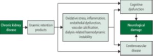 Shows chronic renal failure causes neurologi-cal damage